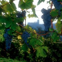 Cascina Piano Estate